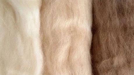 Cashmere Crimp What is cashmere fiber - IMField