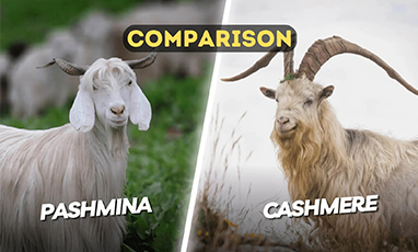 Which is better, pashmina or cashmere?