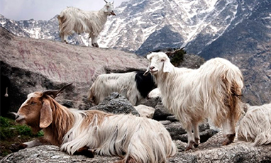 Which Is More Expensive,cashmere Or Pashmina?