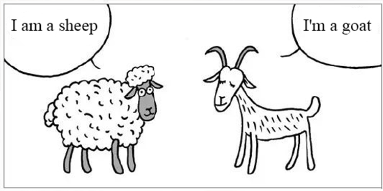13.How to Identify Authentic Cashmere